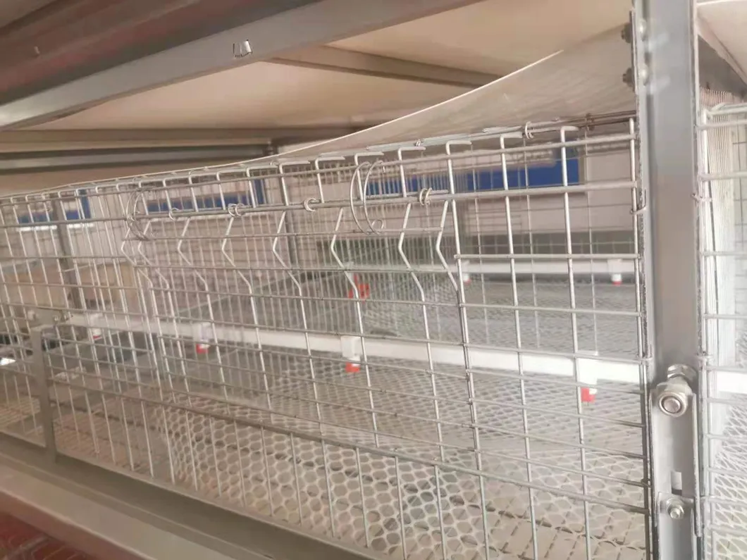 Layer Poultry Equipment Cage for Hot Galvanized Wiremeshes Automatic Cage