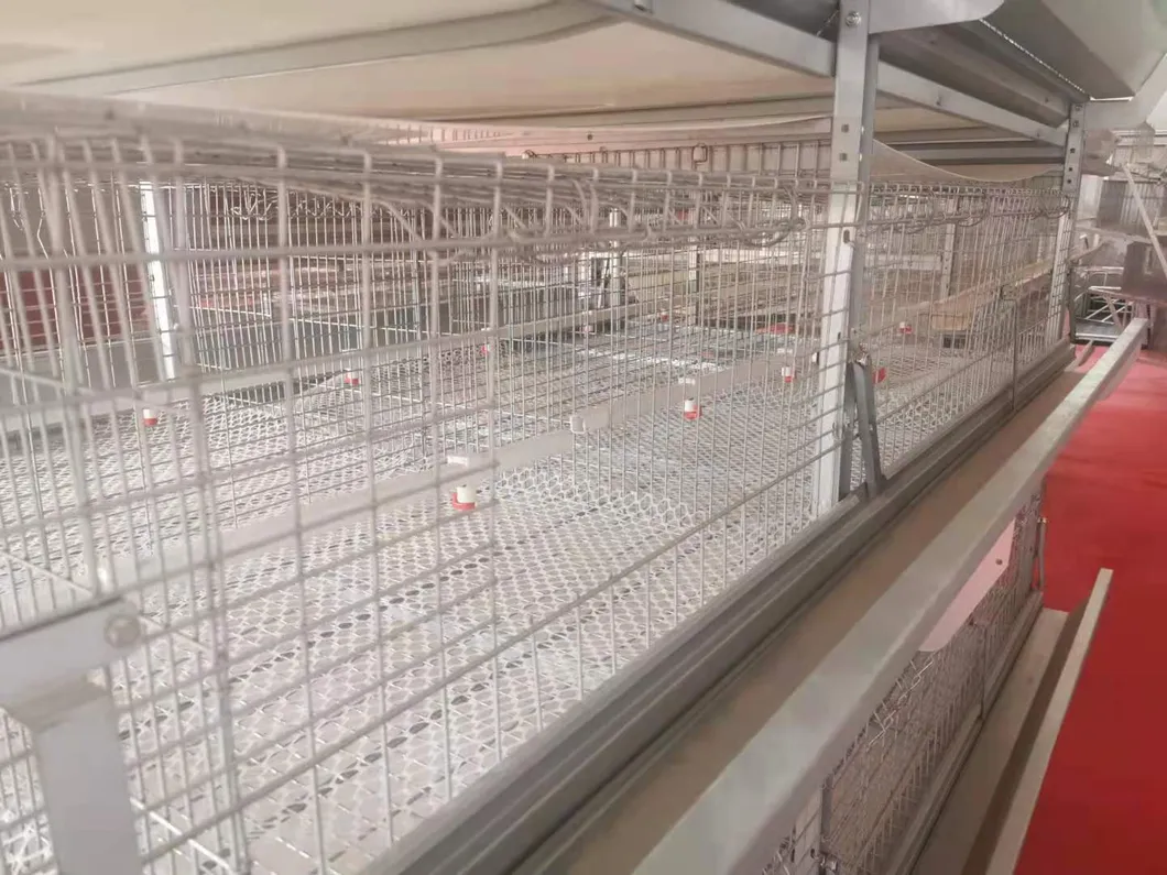 Layer Poultry Equipment Cage for Hot Galvanized Wiremeshes Automatic Cage