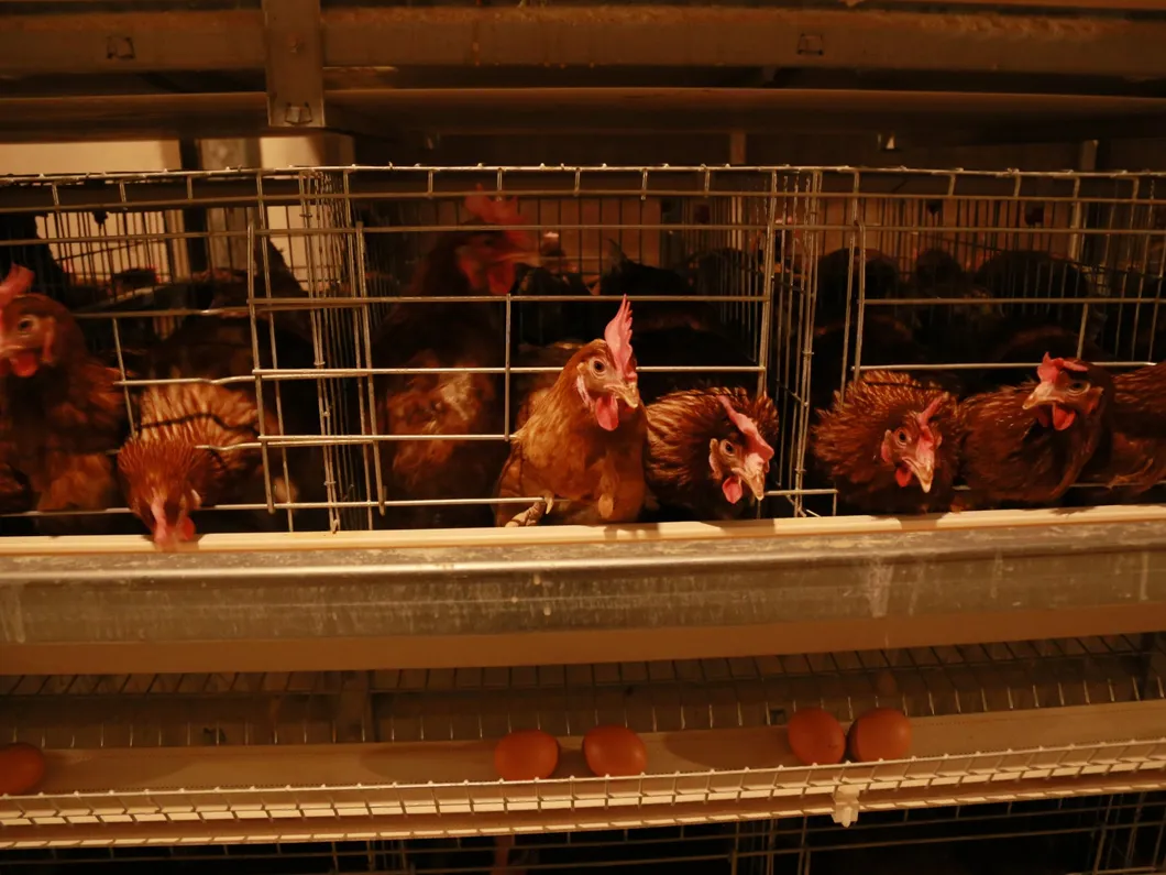 Layer Poultry Equipment Cage for Hot Galvanized Wiremeshes Automatic Cage