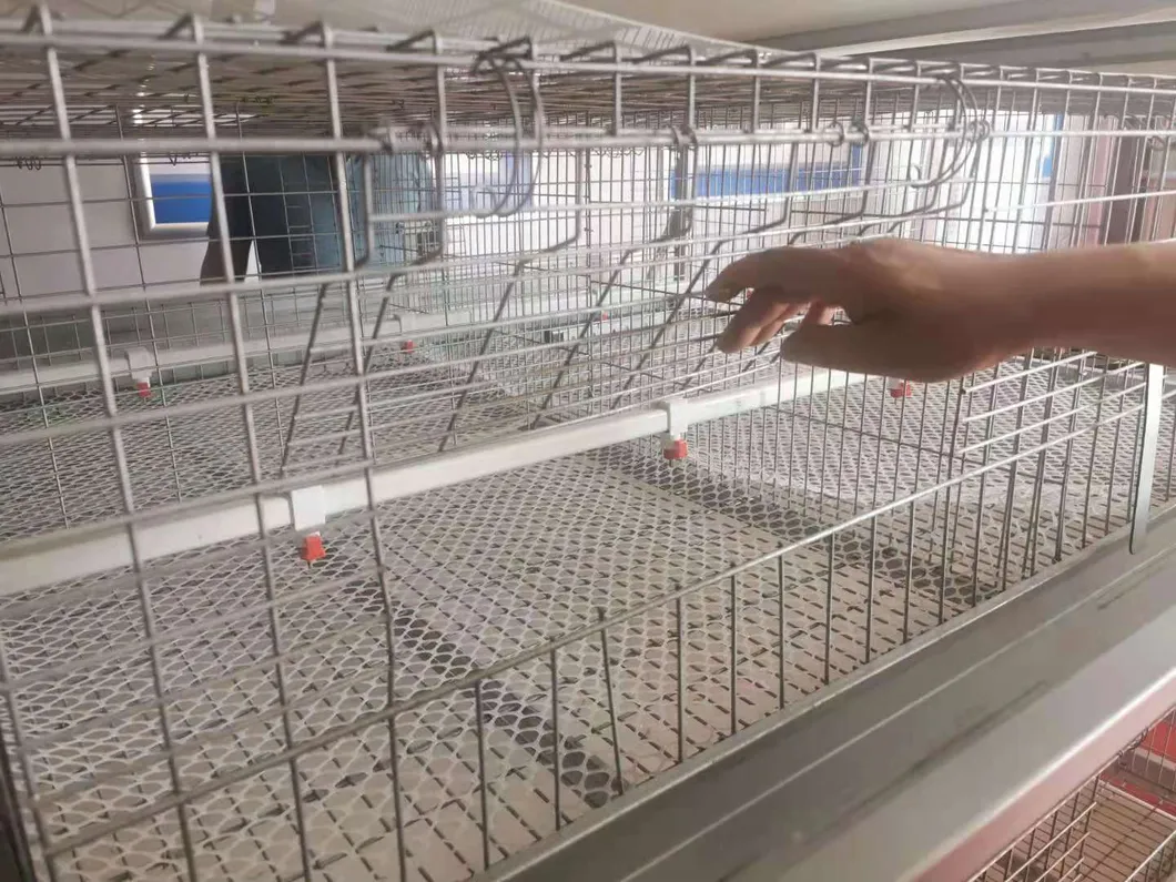 Layer Poultry Equipment Cage for Hot Galvanized Wiremeshes Automatic Cage
